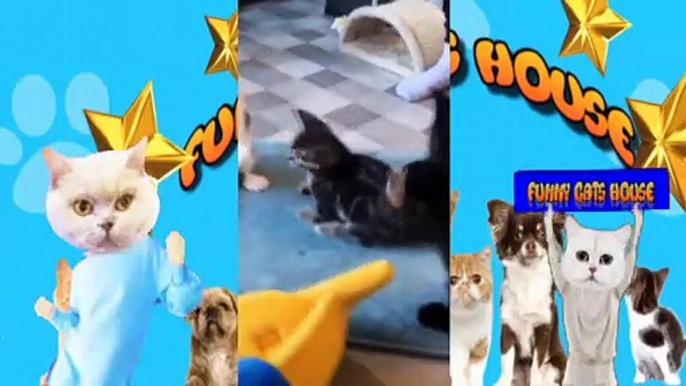 SESSÃO GATINHO OS GATINHOS MAIS ENGRAÇADOS DO DAILYMOTION