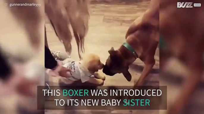 Boxer meets new puppy