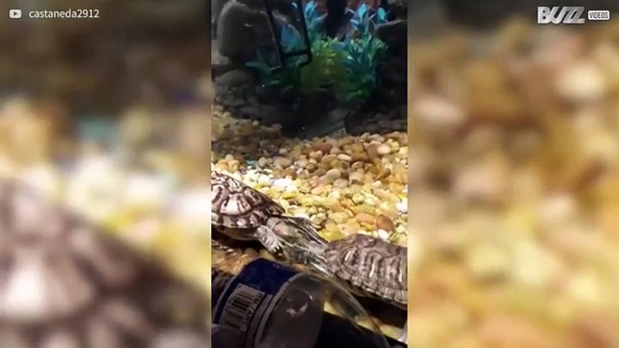 Epic turtle fight in slow motion