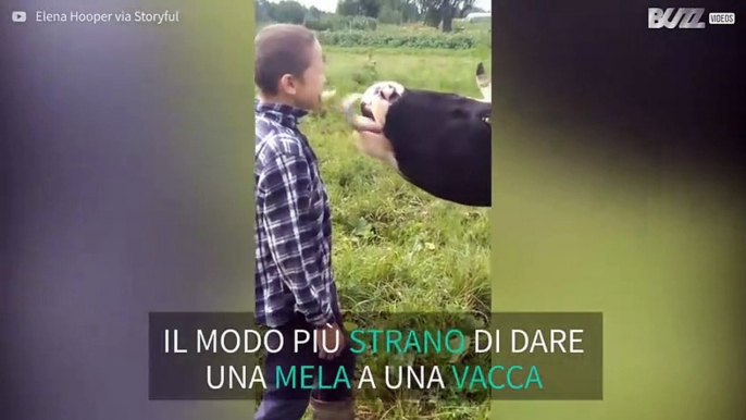 Il rapporto speciale tra una mucca e un ragazzino