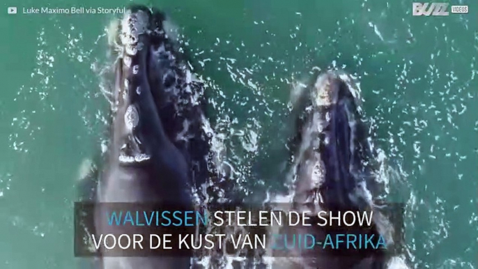 Adembenemende beelden van walvissen voor de kust van Zuid-Afrika