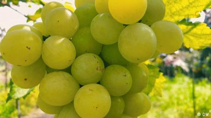 Growing grapes by app in India