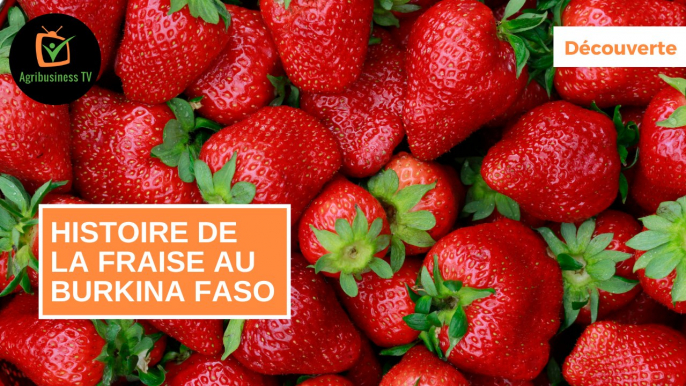 Découverte : Histoire de la fraise au Burkina Faso