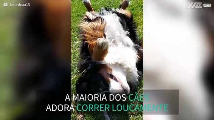 Cadela preguiçosa recusa-se a andar durante passeio