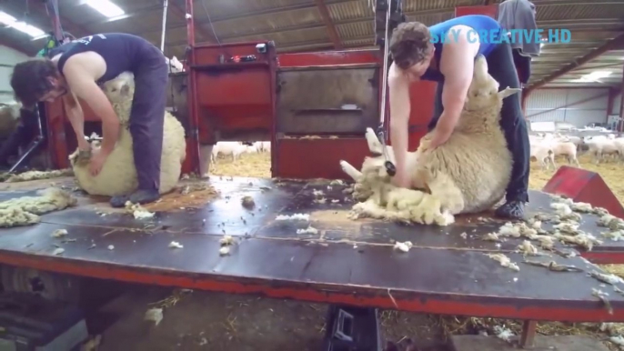 I never seen this modern farming technology before - Amazing automatic Sheep , Cow and  poultry production processing