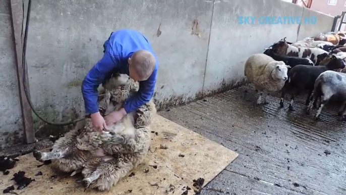 I never seen this amazing sheep farming technology before - || Incredible poultry farming methods