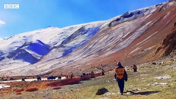 Himalayan yak herder last shepherd in his family