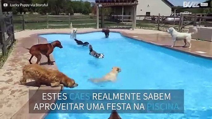 Dezenas de cães se divertem em piscina