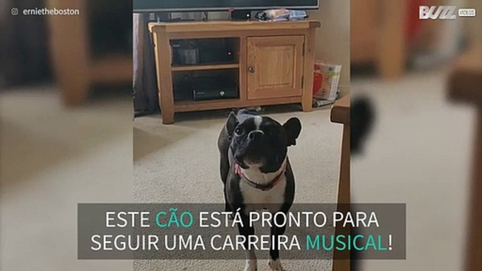 Cão canta ao som de Ed Sheeran e Justin Bieber