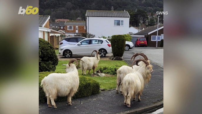 UK Town Plagued by Roaming Packs of Goats Whose Numbers Grow Larger!