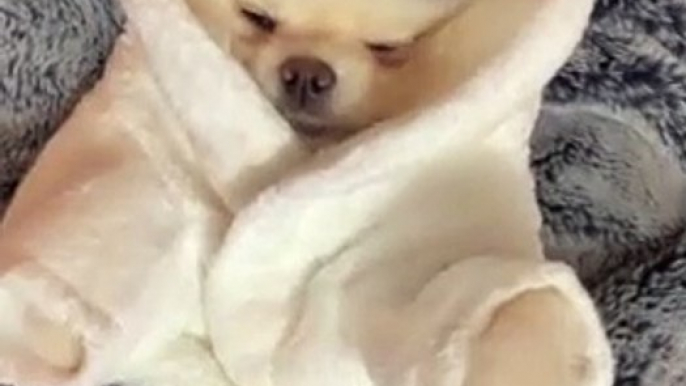 Pampered Pomeranian Enjoys Relaxing Massage