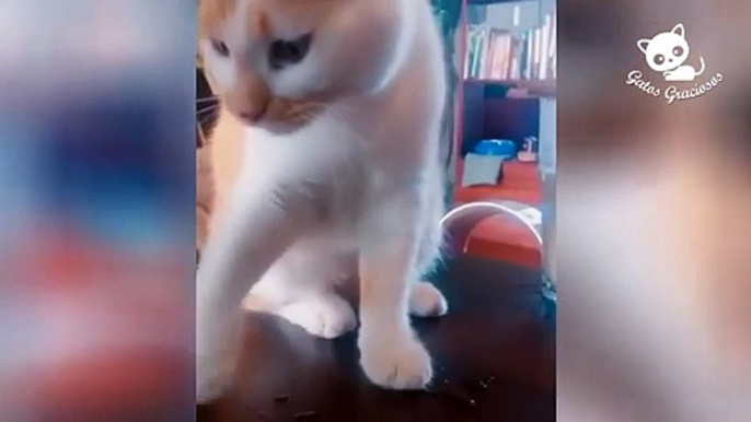 Gatos Graciosos - Los Mejores Videos de Gatos Chistosos