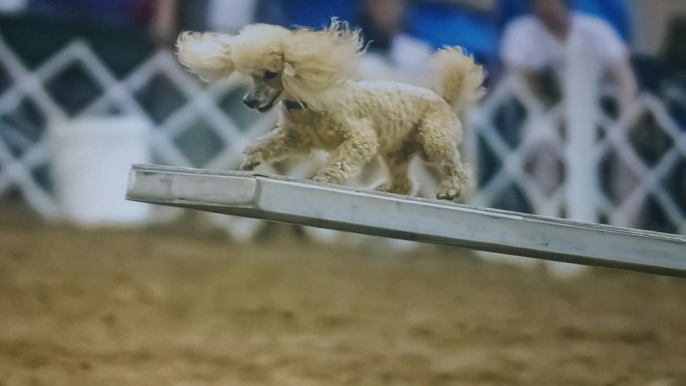 14-Year-Old Poodle Named Louie Is the Oldest Dog Competing in the 2021 AKC National Agility Championship