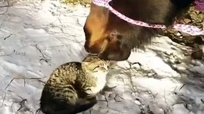 Ce cheval fait un gros calin à un chat... à sa façon