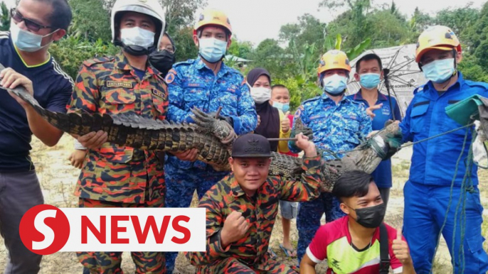 Croc spotted in family pond captured in Keningau