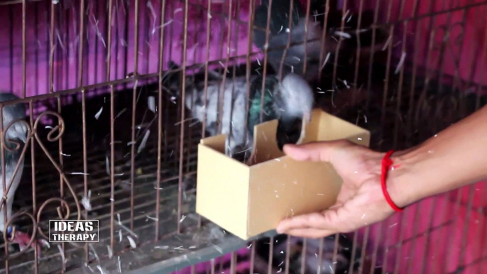 Easy Pigeon Feeder For 2 Birds | Unique Home Bird Feeder | Easy Hand Made DIY Feeder | Ideas Therapy