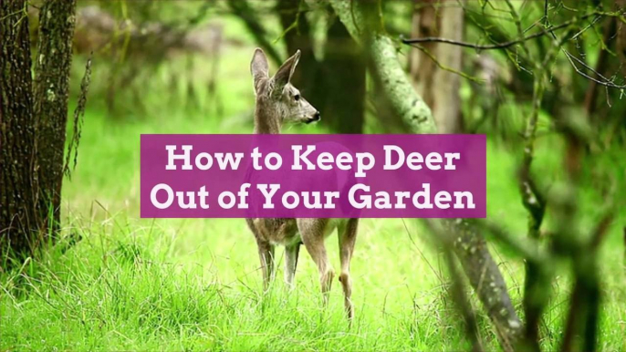 How to Keep Deer Out of Your Garden and Prevent Them From Eating Your Plants