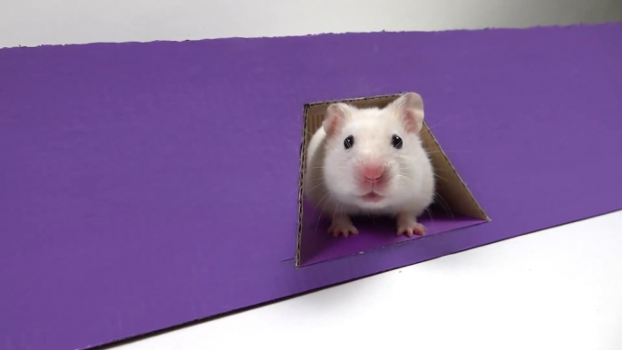 The world’s largest hamster maze obstacle course, a track made by the owner