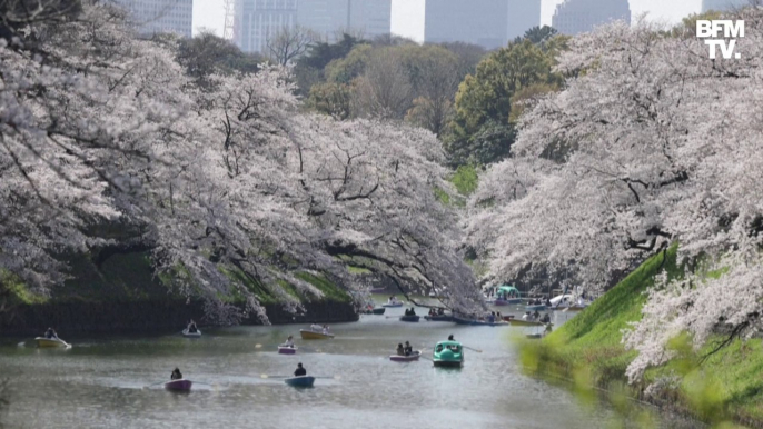 Hanami: à Tokyo, les Japonais se pressent pour admirer les cerisiers en fleurs