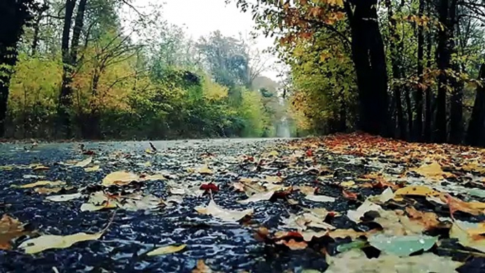 30 minutes of GENTLE RAIN SOUNDS, Rain Sounds to Sleep, Study, Relax, Reduce Stress, Beat Insomnia