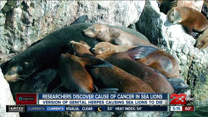 Researchers discover cause of cancer in sea lions, version of genital herpes causing sea lions to die