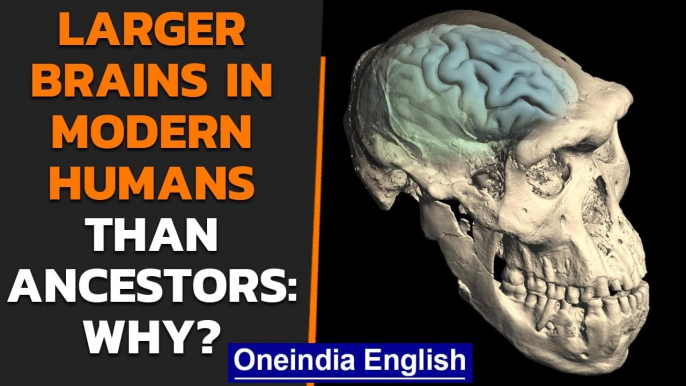 Human brains originated 1.7 million years ago in Africa | Oneindia News