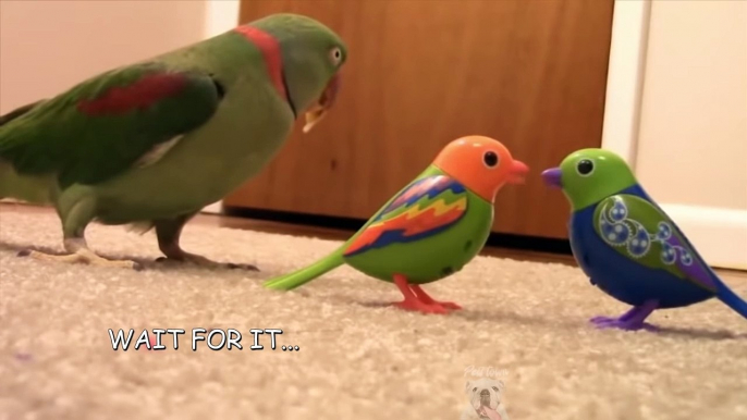 Parrot Talking - Smart And Funny Bird Video #2 | Pets Town