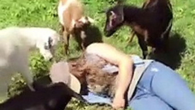 Goat Your Back! Goats Try to Rouse Farmer After She Pretends to Faint