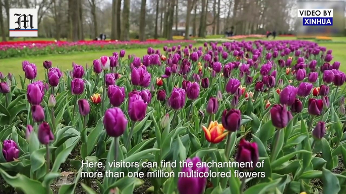 Flower show at the Grand Bigard castle attracts visitors in Belgium