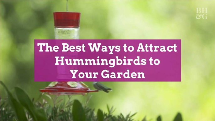 The Best Ways to Attract Hummingbirds to Your Garden