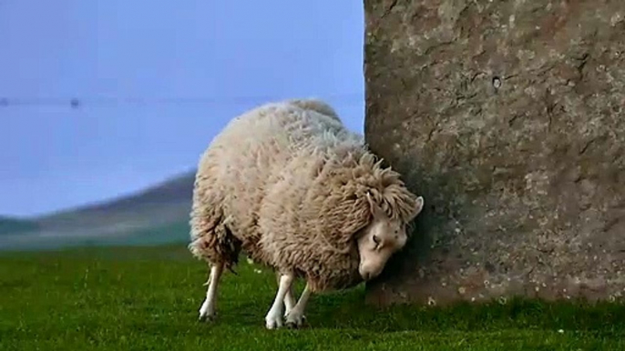 Sheep on Rocks।they crave that mineral।crave that mineral original।studio film bilder.