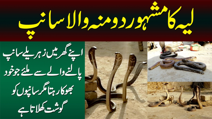 Two Headed Snake in Layyah - Ghar Me Dangerous Snakes Palne Wala Jo Snakes Ko Gosht Khilata Hai