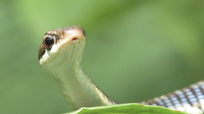 Australian Man Finds Venomous Snake in Aldi Lettuce Bag