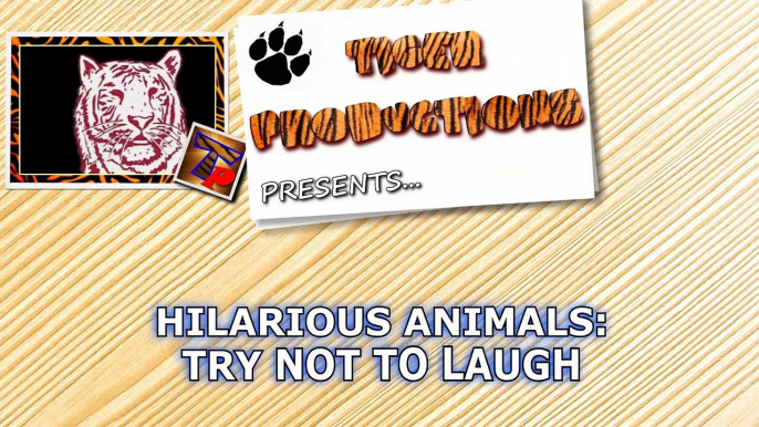 You Will Have Tears In Your Eyes From Laughing - The Funniest Animal Compilation