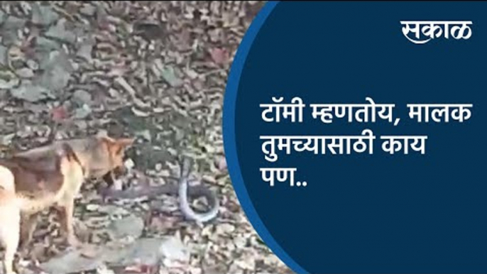 टॉमी म्हणतोय, मालक तुमच्यासाठी काय पण... | Chalisgaon | Maharashtra | Sakal Media |