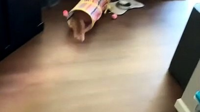 Cat Runs into Tube and Slides into Bookshelf