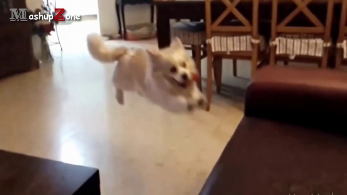 Dog Fails -Funny Dog Jump Fails Compilation