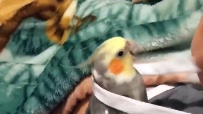 Funny Parrots Videos Compilation Cute Moment Of The Animals - Cutest Parrots #45 - Compilation 2021