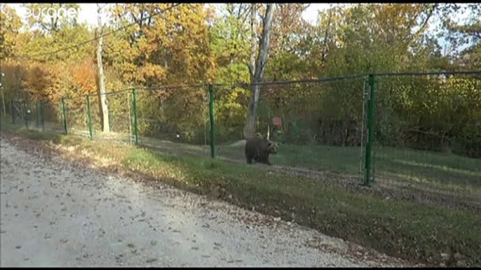 Polémica en Rumanía tras la caza de un oso emblemático a manos del príncipe Emanuel de Liechtenstein