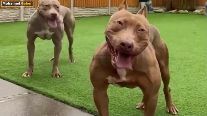 This is why countries prohibit owning a Pitbull dog (the most dangerous and ferocious dog in the world)