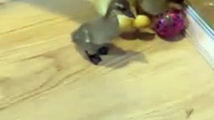 Cute ducklings hatched in an incubator in Milton Keynes