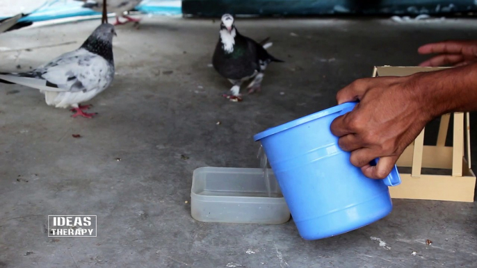 How To Make Water Feeder For Bird | Easy Homemade Ideas | Pets Birds Water Feeder | Try At Home