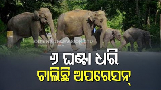 Elephant Herd Stranded At Surala Block In Ganjam District