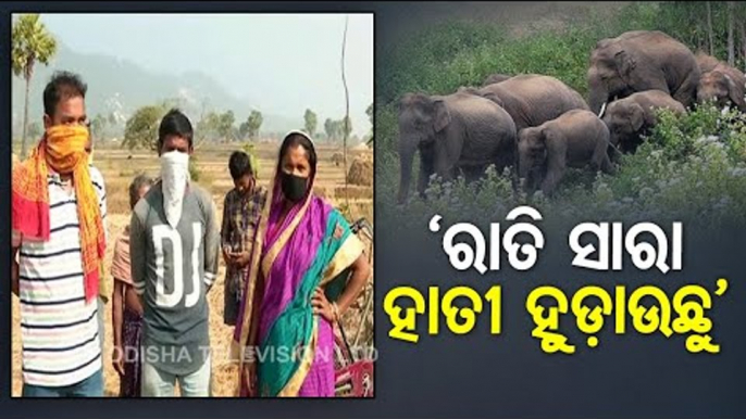 Elephant Herd Wreaks Havoc In Balasore