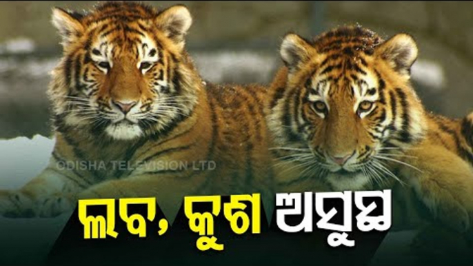 Nandankanan Seeks Help Of Outside Experts For Ailing Tiger Cubs