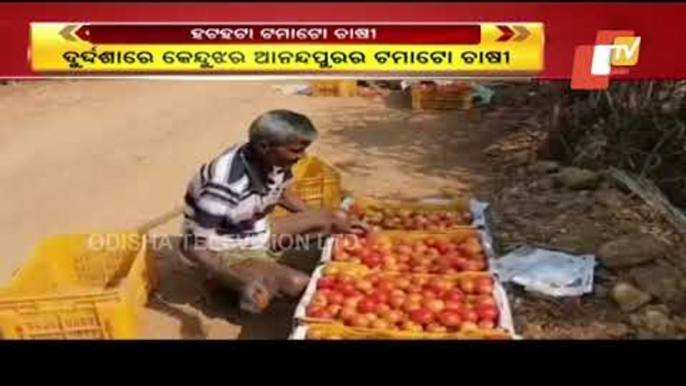 Tomato farmers Forced To Distress Sell Their Produce-OTV Report From Anandapur