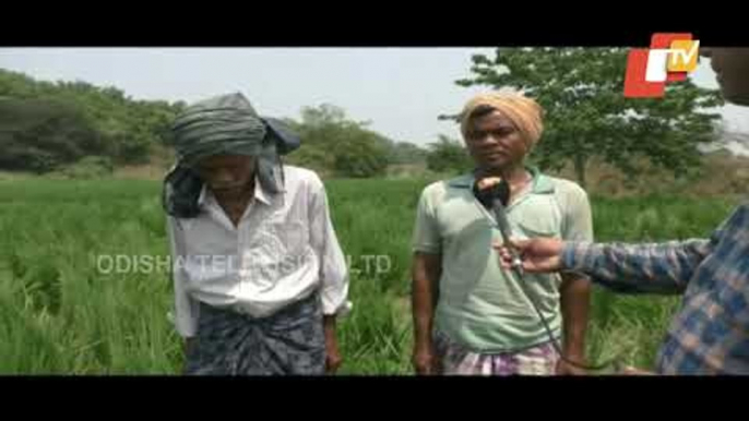 22 Elephants Herd Wreaks Havoc In Banki, Damages Crops In Huge Tract Of Land