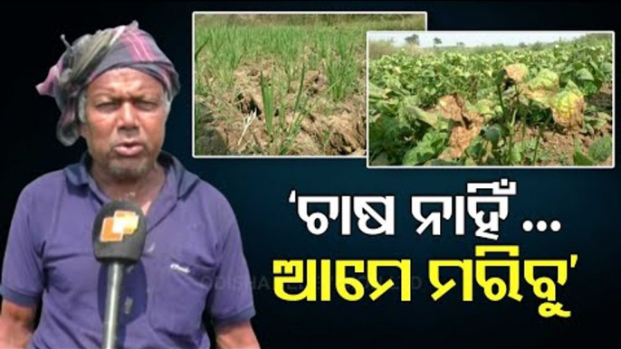 Odisha Farmers Stare At Uncertainty As Paddy Fields Go Dry For Water Scarcity