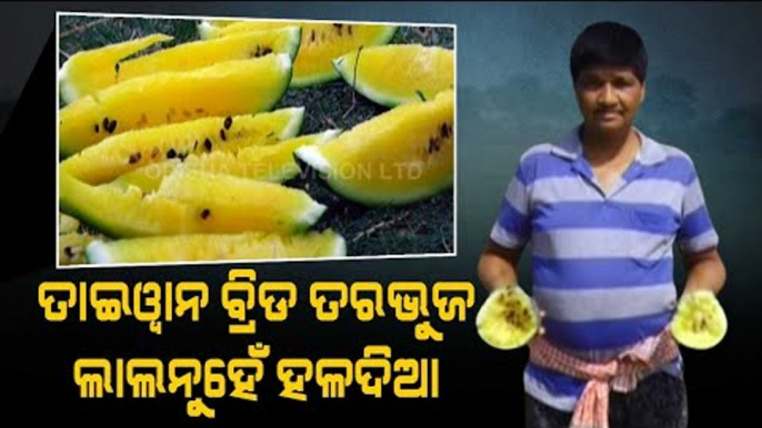 Special Story | Musk Melon Farming In Odisha A Huge Success For These Farmers