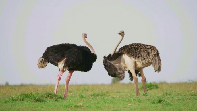 Group of Ostrich in the Wild